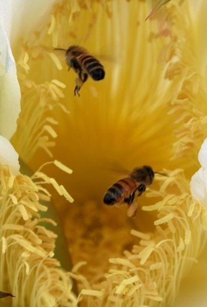 BONITAS IMÁGENES DE ABEJAS - IMAGES OF BEES BEAUTIFUL