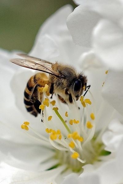 BONITAS IMÁGENES DE ABEJAS - IMAGES OF BEES BEAUTIFUL