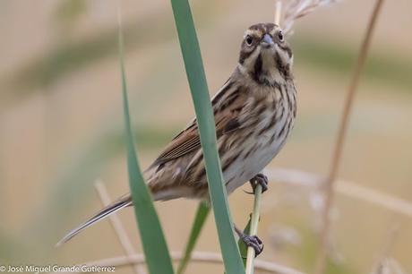 Escribano palustre (Emberiza schoeniclus) Common reed bunting  Zingira-berdantza  Repicatalons  Escribenta das canaveiras