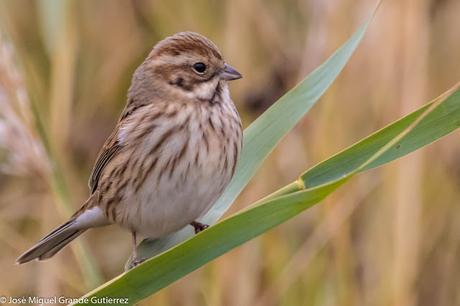 Escribano palustre (Emberiza schoeniclus) Common reed bunting  Zingira-berdantza  Repicatalons  Escribenta das canaveiras