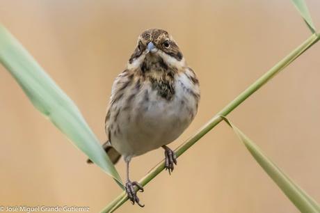 Escribano palustre (Emberiza schoeniclus) Common reed bunting  Zingira-berdantza  Repicatalons  Escribenta das canaveiras