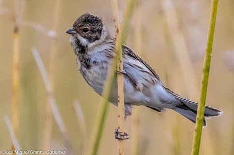 Escribano palustre (Emberiza schoeniclus) Common reed bunting  Zingira-berdantza  Repicatalons  Escribenta das canaveiras