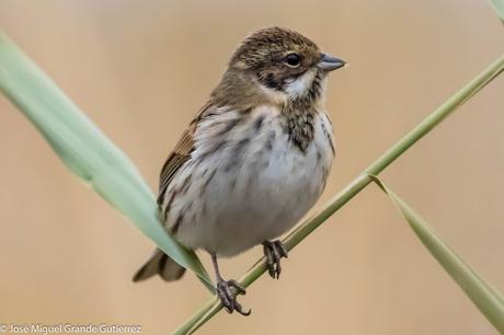 Escribano palustre (Emberiza schoeniclus) Common reed bunting  Zingira-berdantza  Repicatalons  Escribenta das canaveiras