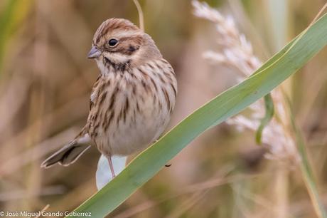 Escribano palustre (Emberiza schoeniclus) Common reed bunting  Zingira-berdantza  Repicatalons  Escribenta das canaveiras