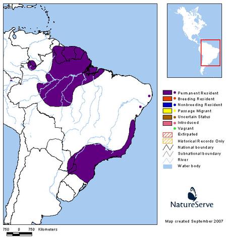 Chululú pintado (Variegated Antpitta) Grallaria varia Untitled-1