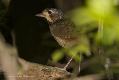 Chululú pintado (Variegated Antpitta) Grallaria varia Chululú pintado (Variegated Antpitta) Grallaria varia