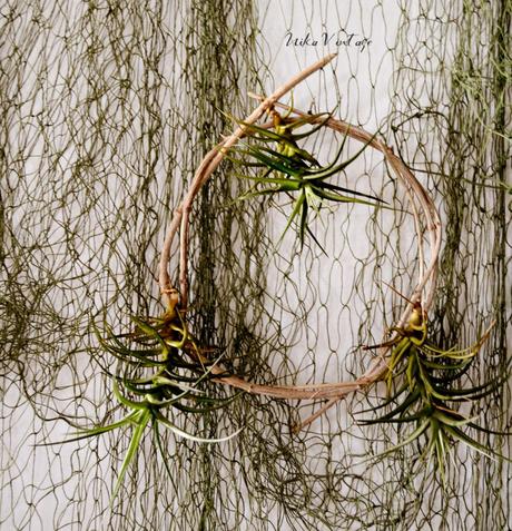 PLANTA AEREA; DIY CON TILLANDSIA PLANTA AEREA; DIY CON TILLANDSIA
