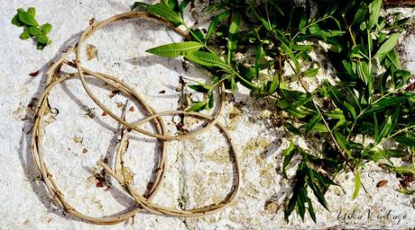 PLANTA AEREA; DIY CON TILLANDSIA PLANTA AEREA; DIY CON TILLANDSIA