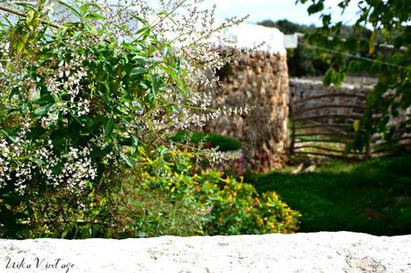 PLANTA AEREA; DIY CON TILLANDSIA PLANTA AEREA; DIY CON TILLANDSIA