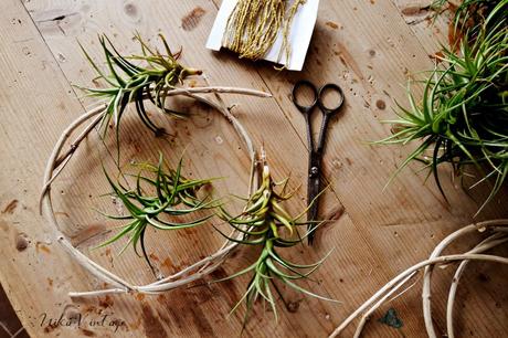 PLANTA AEREA; DIY CON TILLANDSIA PLANTA AEREA; DIY CON TILLANDSIA