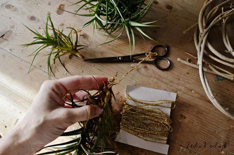 PLANTA AEREA; DIY CON TILLANDSIA PLANTA AEREA; DIY CON TILLANDSIA