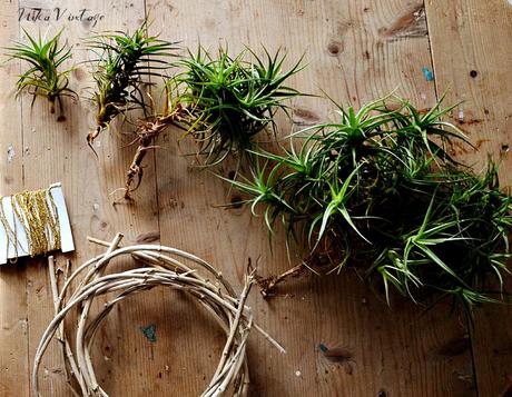 PLANTA AEREA; DIY CON TILLANDSIA PLANTA AEREA; DIY CON TILLANDSIA