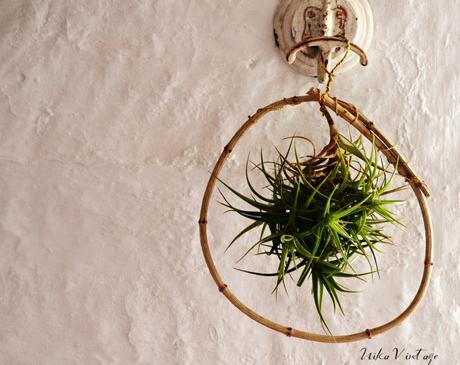 PLANTA AEREA; DIY CON TILLANDSIA PLANTA AEREA; DIY CON TILLANDSIA