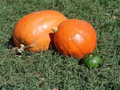 ¿Zapallos o calabazas?