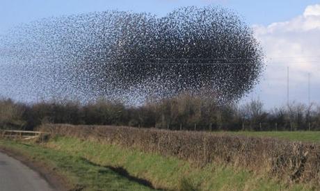 Pájaros borrachos aterrorizan una carretera en Austria Drunk birds cause massive tailback on Austrian road