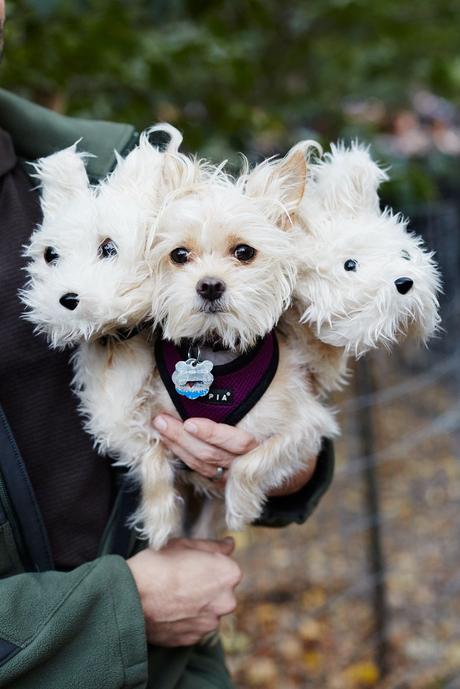 disfraces para perros disfraces para perros
