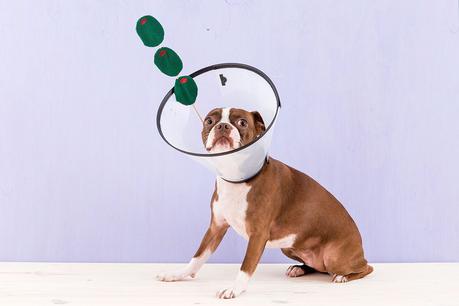 Ideas para disfrazar a tu perro en Halloween Ideas para disfrazar a tu perro en Halloween