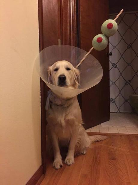 disfraces de perro disfraces de perro