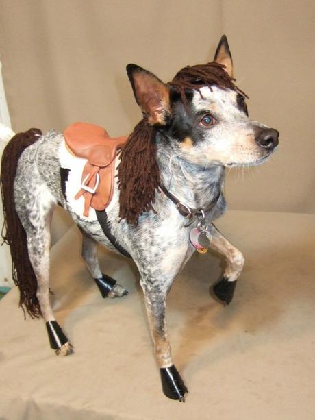 disfraces para perros disfraces para perros