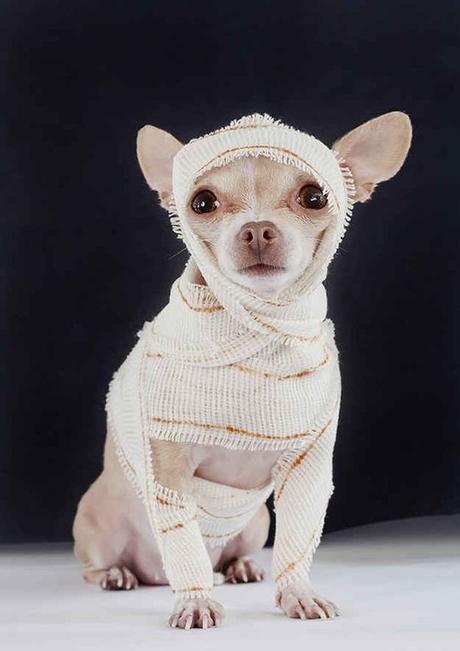 disfraces para perros disfraces para perros
