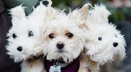 Ideas para disfrazar a tu perro en Halloween Ideas para disfrazar a tu perro en Halloween