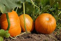 Visto en Youtube: 5 recetas con calabaza Visto en Youtube: 5 recetas con calabaza