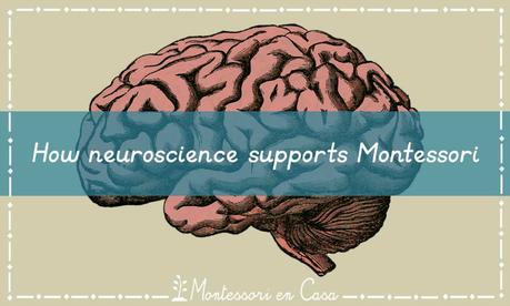 Cómo la neurociencia respalda Montessori – How neuroscience supports Montessori