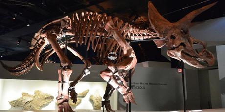 Museo de Ciencias Naturales Houston