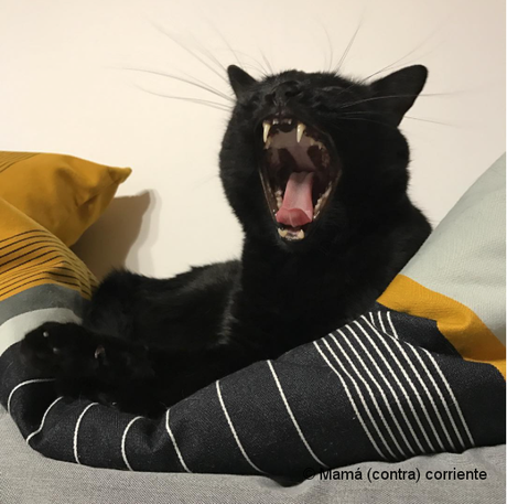 ¿Por qué los gatos negros se asocian con Halloween? Origen de su mala fama Gato negro bostezando