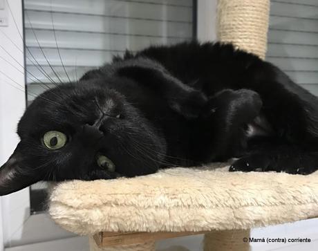¿Por qué los gatos negros se asocian con Halloween? Origen de su mala fama Gato negro achuchable