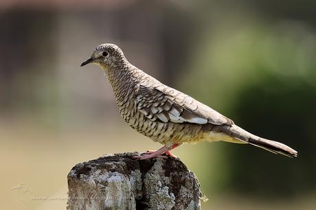 Torcacita escamada (Scaled dove) Columbina squammata Torcacita escamada (Scaled dove) Columbina squammata