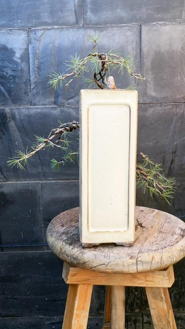 El cedro en cascada : 2016 El cedro en cascada : 2016