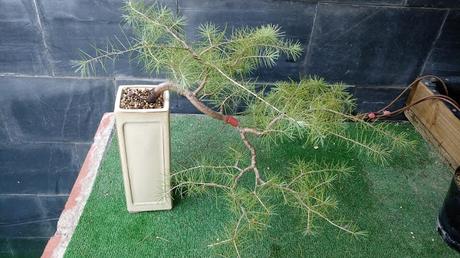 El cedro en cascada : 2016 El cedro en cascada : 2016