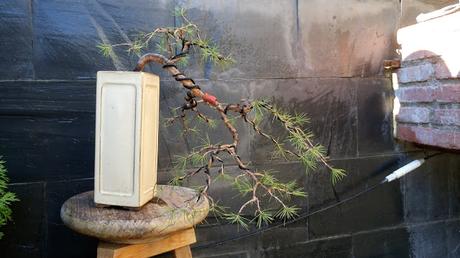 El cedro en cascada : 2016 El cedro en cascada : 2016