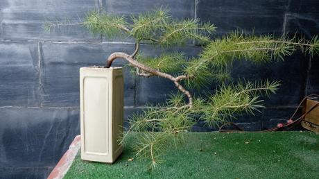 El cedro en cascada : 2016 El cedro en cascada : 2016