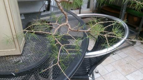 El cedro en cascada : 2016 El cedro en cascada : 2016