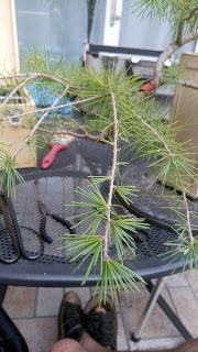 El cedro en cascada : 2016 El cedro en cascada : 2016