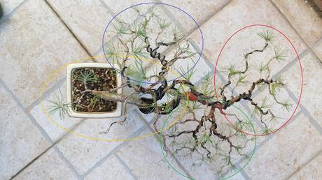 El cedro en cascada : 2016 El cedro en cascada : 2016