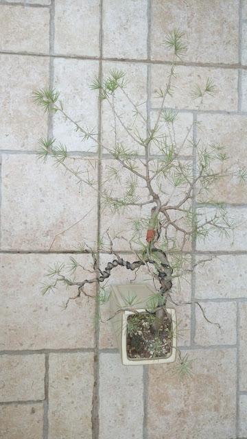 El cedro en cascada : 2016 El cedro en cascada : 2016