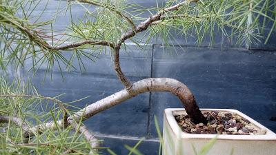 El cedro en cascada : 2016 El cedro en cascada : 2016