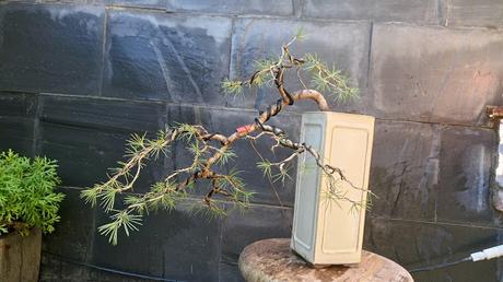 El cedro en cascada : 2016 El cedro en cascada : 2016