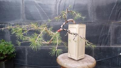 El cedro en cascada : 2016 El cedro en cascada : 2016