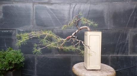 El cedro en cascada : 2016 El cedro en cascada : 2016