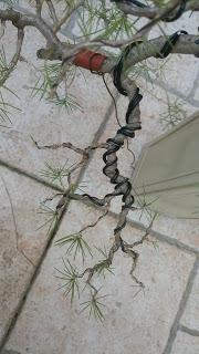 El cedro en cascada : 2016 El cedro en cascada : 2016