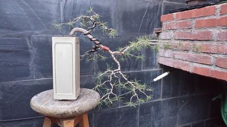 El cedro en cascada : 2016 El cedro en cascada : 2016