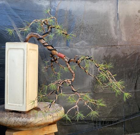 El cedro en cascada : 2016 El cedro en cascada : 2016