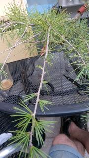 El cedro en cascada : 2016 El cedro en cascada : 2016