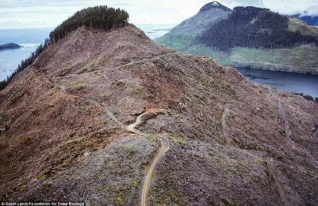 Mira como estamos matando a nuestro planeta..¿Tú formas parte de ello? deforestacion-columbia-britanica