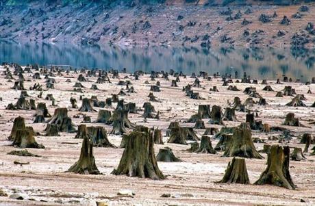 Mira como estamos matando a nuestro planeta..¿Tú formas parte de ello? bosque-talado-orgen-blog-el-barrio-verde-tenerife