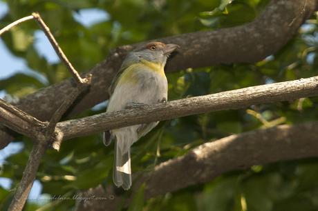 Juan chiviro (Rufous-browed Peppershrike) Cyclarhis gujanensis